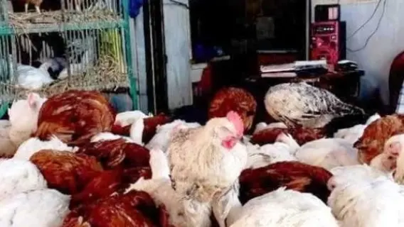 أسعار الدواجن اليوم فى مصر